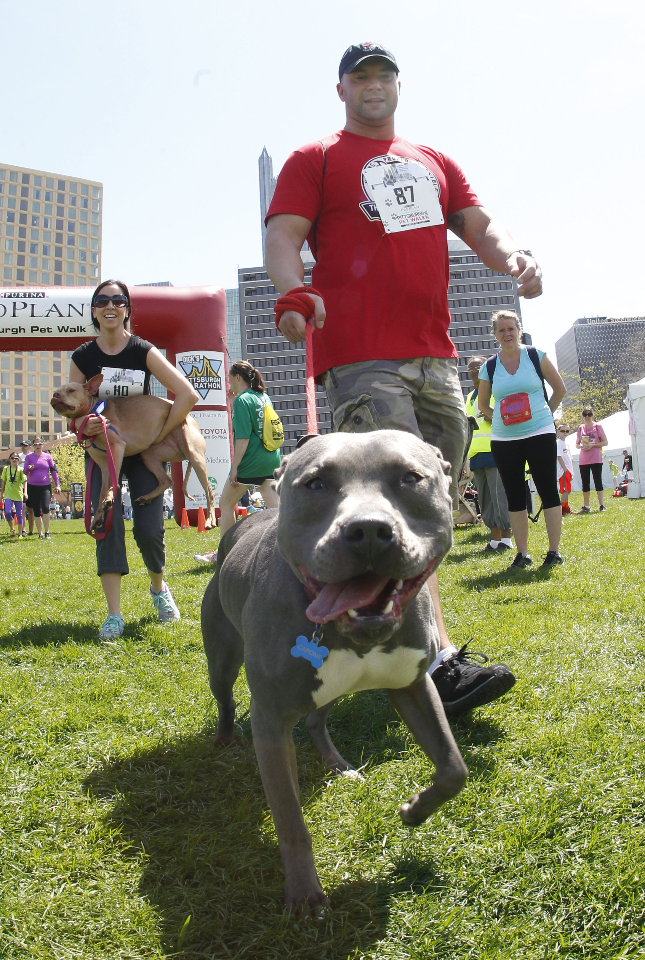 PITTSBURGH, PA - May 2, 2015: The Purina Pro Plan Pittsburgh Pet walk takes place in Point State Park on Saturday May 2, 2015. The Pittsburgh Marathon takes place on May 3, 2015 in Pittsburgh, Pennsylvania.